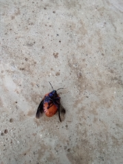 Poecilocoris druraei