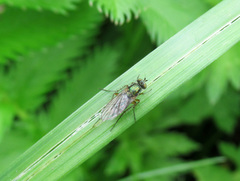 Dolichopus simplex