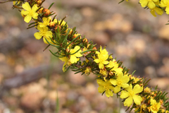 Hibbertia hemignosta
