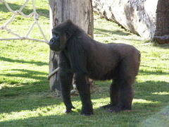 Gorilla gorilla