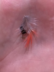 Pheucticus ludovicianus