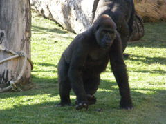 Gorilla gorilla