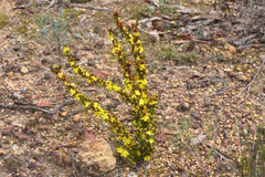 Hibbertia hemignosta
