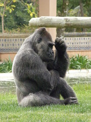 Gorilla gorilla