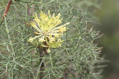 Petrophile divaricata