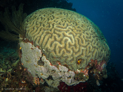 Lobophyllia agaricia