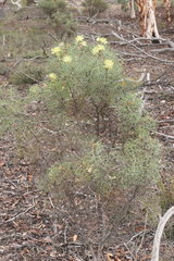 Petrophile divaricata
