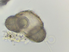 Chytridiomycota
