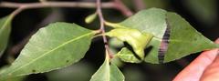 Maytenus acuminata acuminata