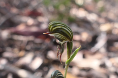 Pterostylis sargentii