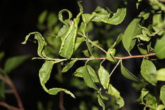 Maytenus acuminata acuminata
