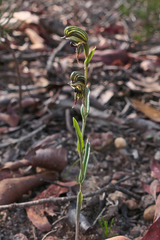 Pterostylis sargentii