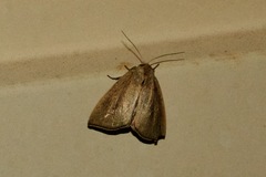 Lophocalama neuritis