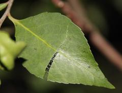 Maytenus acuminata acuminata