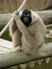 Hylobates pileatus
