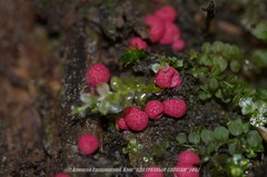 Lycogala exiguum