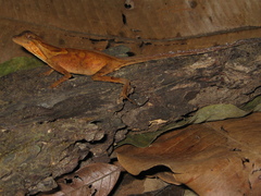 Anolis tandai