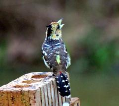 Trachyphonus vaillantii vaillantii