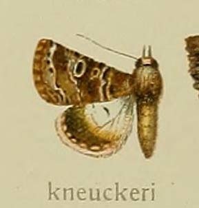 Acrobyla kneuckeri