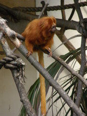 Leontopithecus rosalia