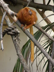 Leontopithecus rosalia