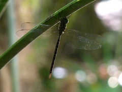 Triacanthagyna trifida