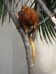 Leontopithecus rosalia