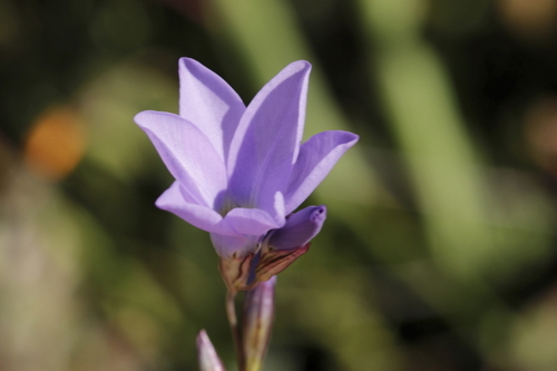 Image of Ixia rapunculoides by (c) Karen Eichholz, some rights reserved (CC BY)
