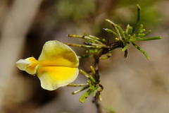 Aspalathus bracteata