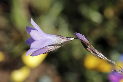 Image of Ixia rapunculoides by (c) Karen Eichholz, some rights reserved (CC BY)