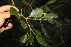 Olinia ventosa