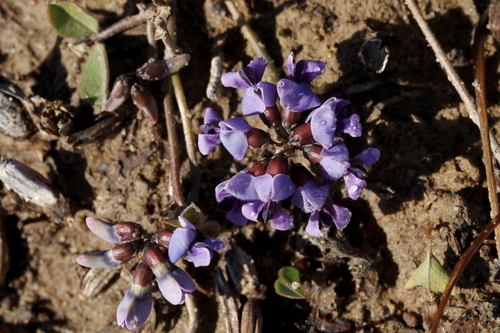 Image of Dolichos decumbens by (c) Karen Eichholz, some rights reserved (CC BY)