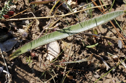 Image of Crossyne flava by (c) Karen Eichholz, some rights reserved (CC BY)
