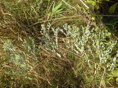 Symphyotrichum sericeum