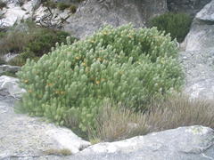 Leucadendron dregei