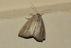 Lophocalama neuritis