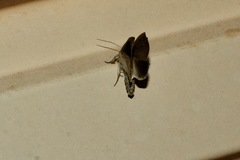 Lophocalama neuritis