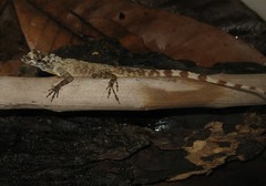 Anolis ortonii