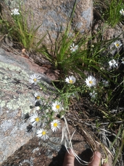 Symphyotrichum campestre