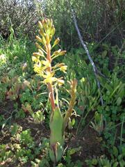 Bulbine succulenta