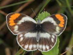 Colotis euippe omphale