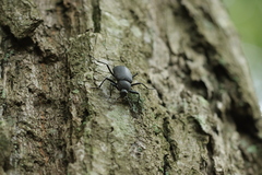 Plesiophthalmus davidis