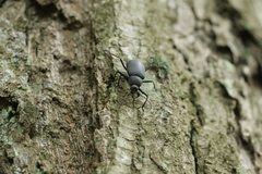 Plesiophthalmus davidis