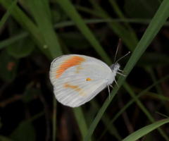 Colotis euippe omphale