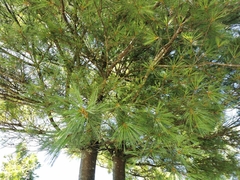Pinus morrisonicola