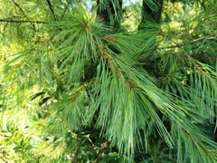 Pinus morrisonicola