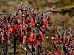 Cotyledon orbiculata orbiculata