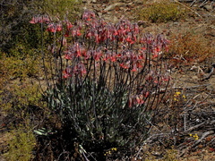 Cotyledon orbiculata orbiculata