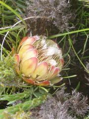 Protea montana