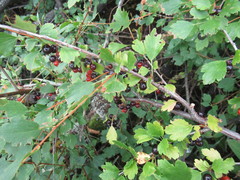 Ribes diacanthum